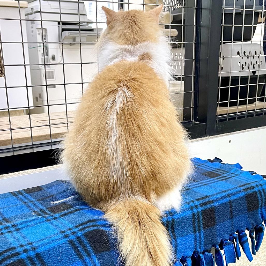 Fluffernutter, Adoptable, Senior Male Domestic Long Hair.