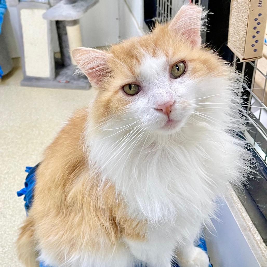 Fluffernutter, Adoptable, Senior Male Domestic Long Hair.