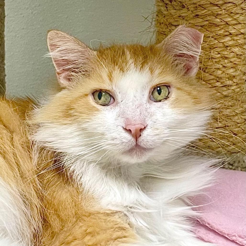 Enlarge Fluffernutter, a Adoptable Domestic Long Hair in Deerfield, IL image 4/6
