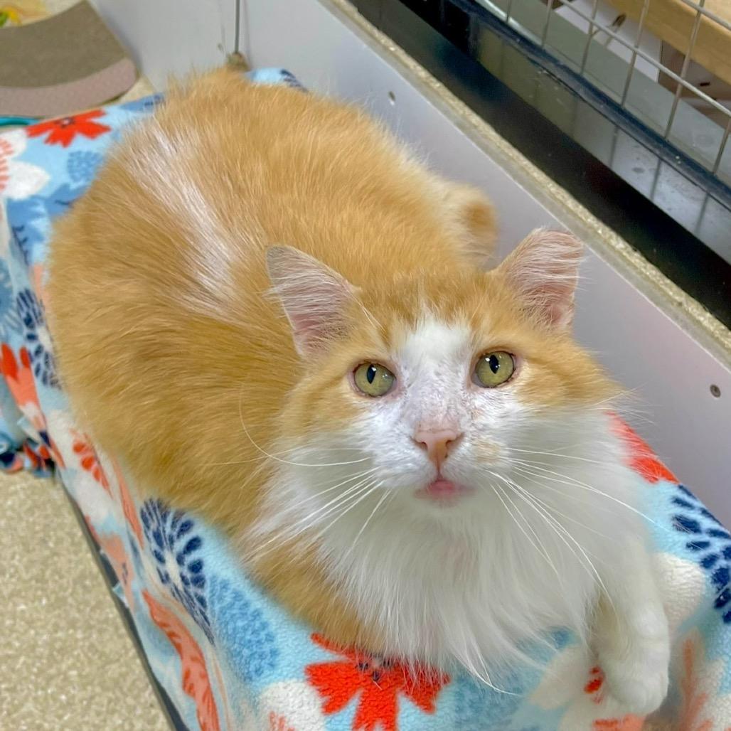 Enlarge Fluffernutter, a Adoptable Domestic Long Hair in Deerfield, IL image 5/6