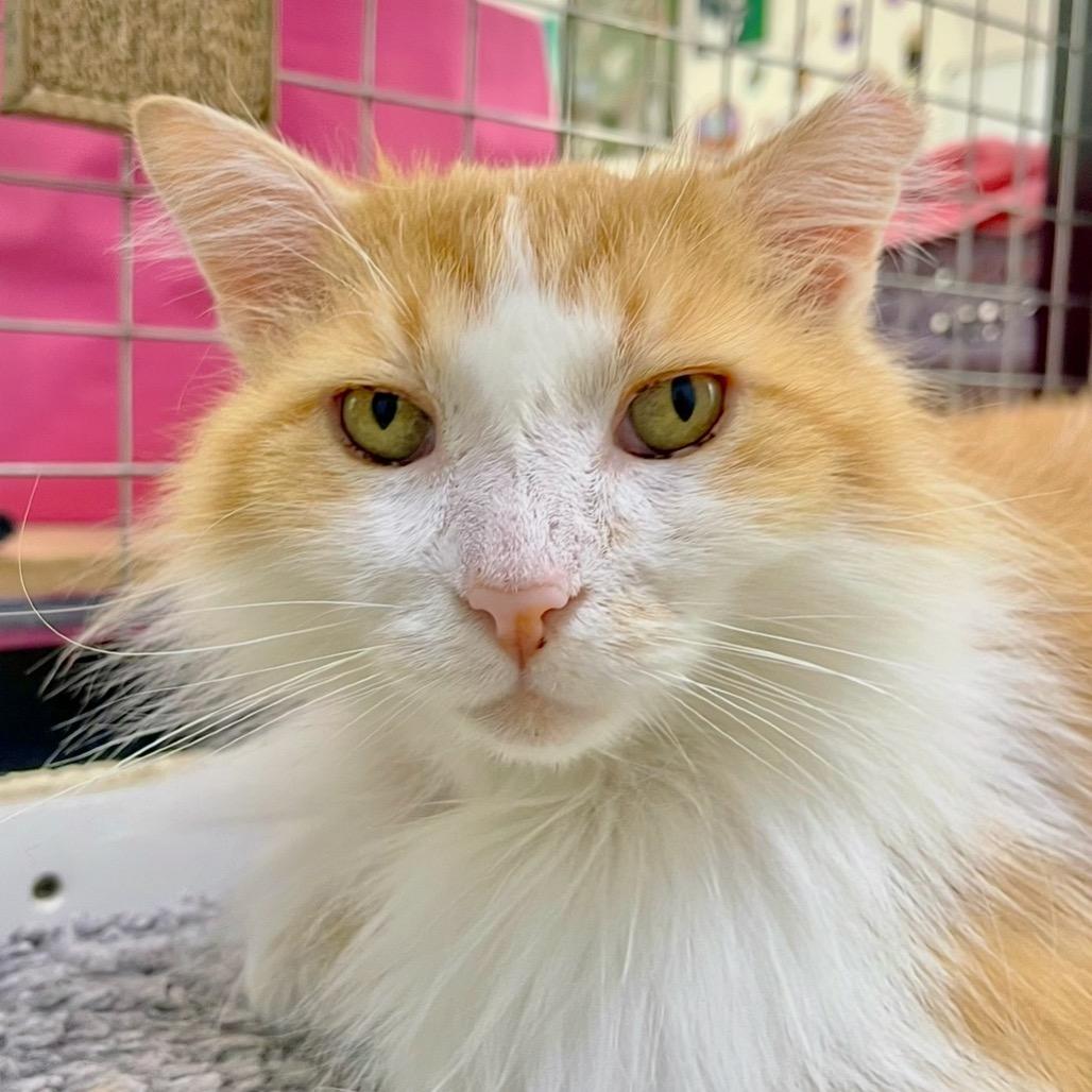 Enlarge Fluffernutter, a Adoptable Domestic Long Hair in Deerfield, IL image 5/5