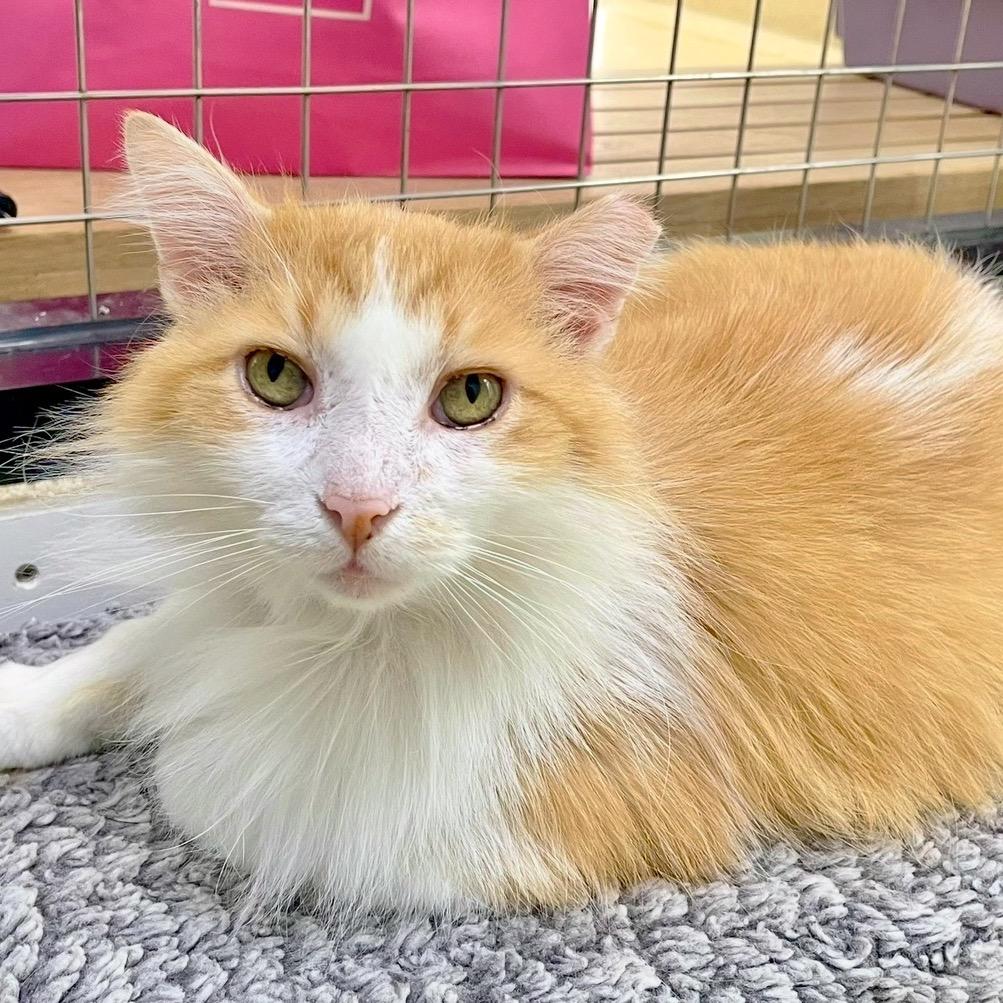 Enlarge Fluffernutter, a Adoptable Domestic Long Hair in Deerfield, IL image 6/6