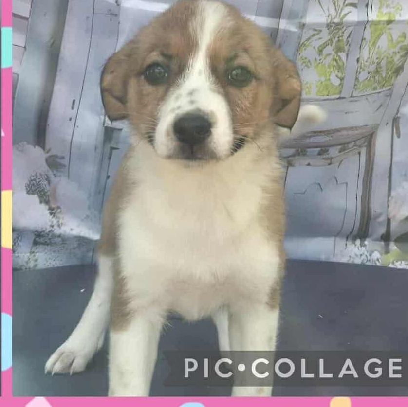 Enlarge Sarah, a Adoptable mixed breed in Tylertown, MS image 1/1