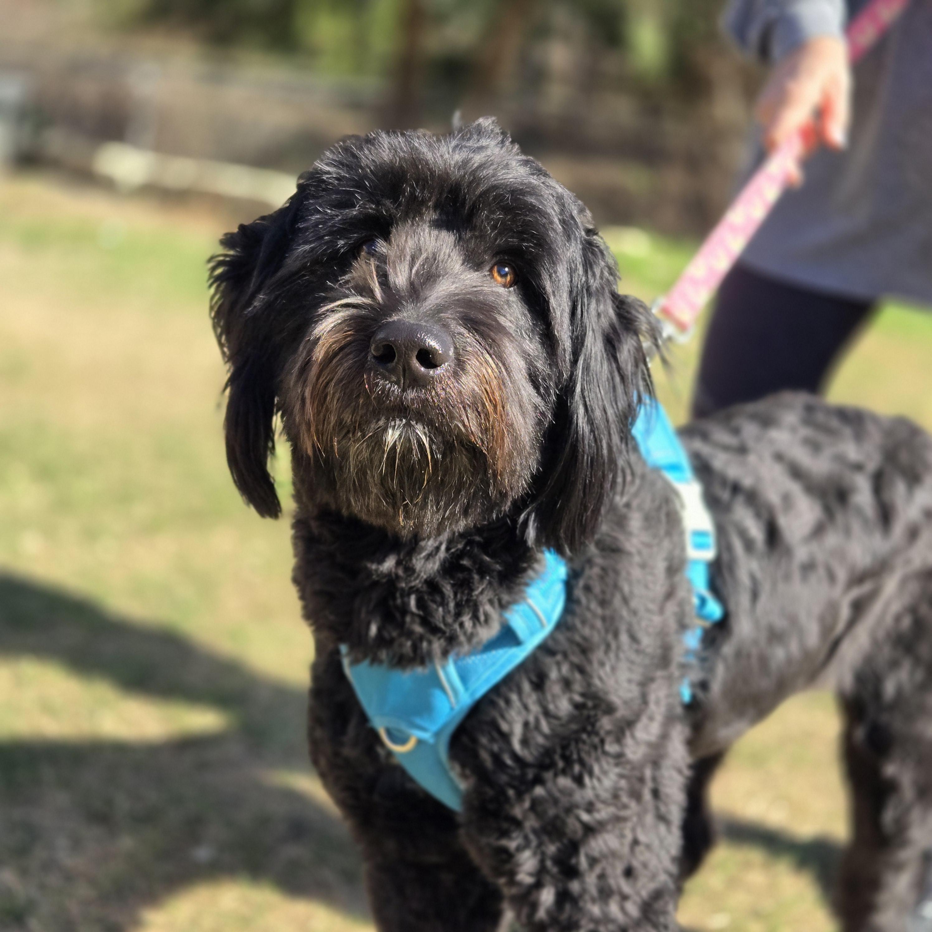 Enlarge Isla, an adopted Sheepadoodle in Mansfield, TX image 4/5
