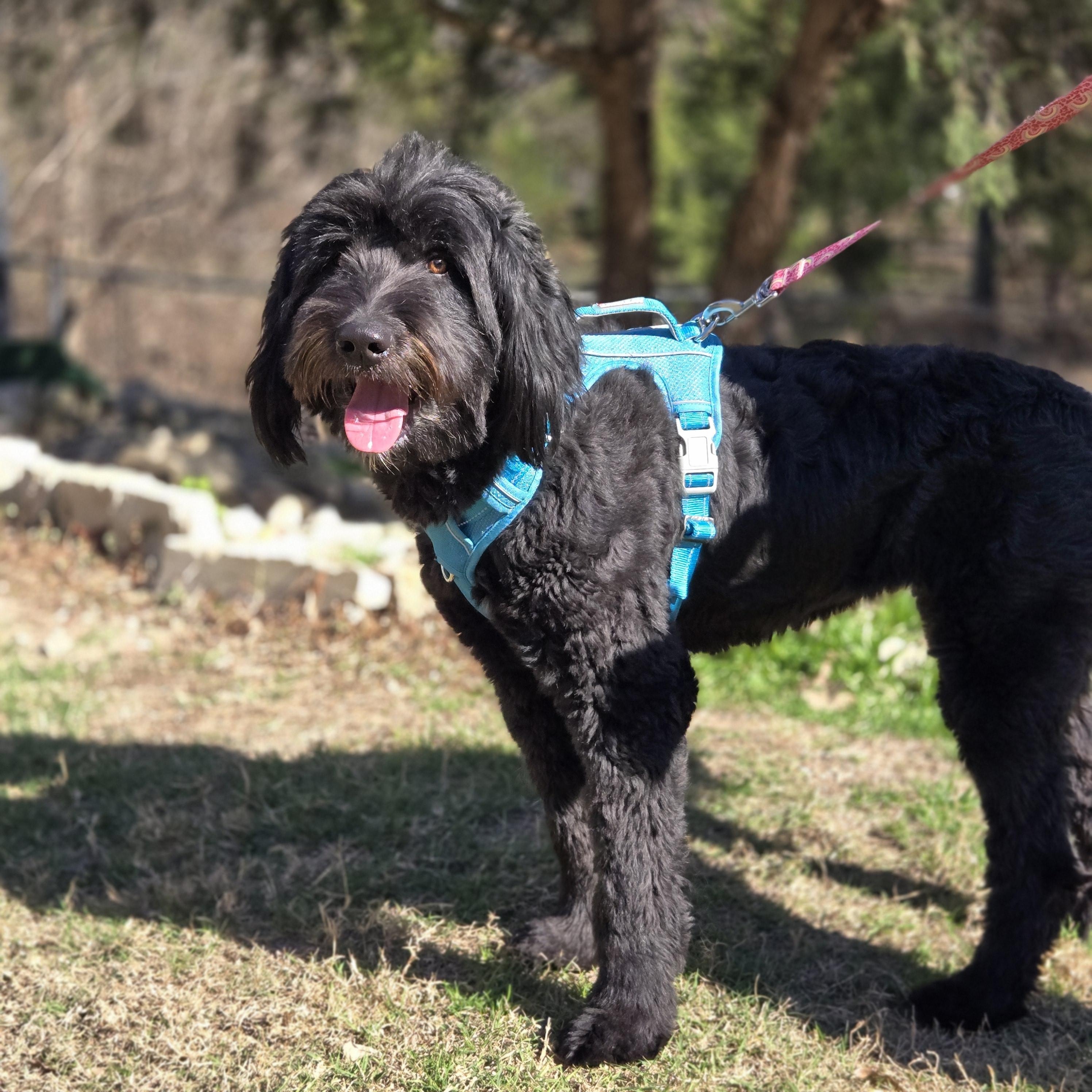 Enlarge Isla, an adopted Sheepadoodle in Mansfield, TX image 3/5
