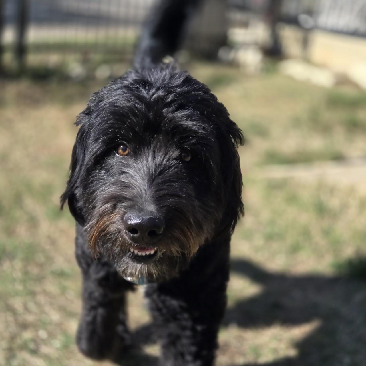 Enlarge Isla, an adopted Sheepadoodle in Mansfield, TX image 1/5