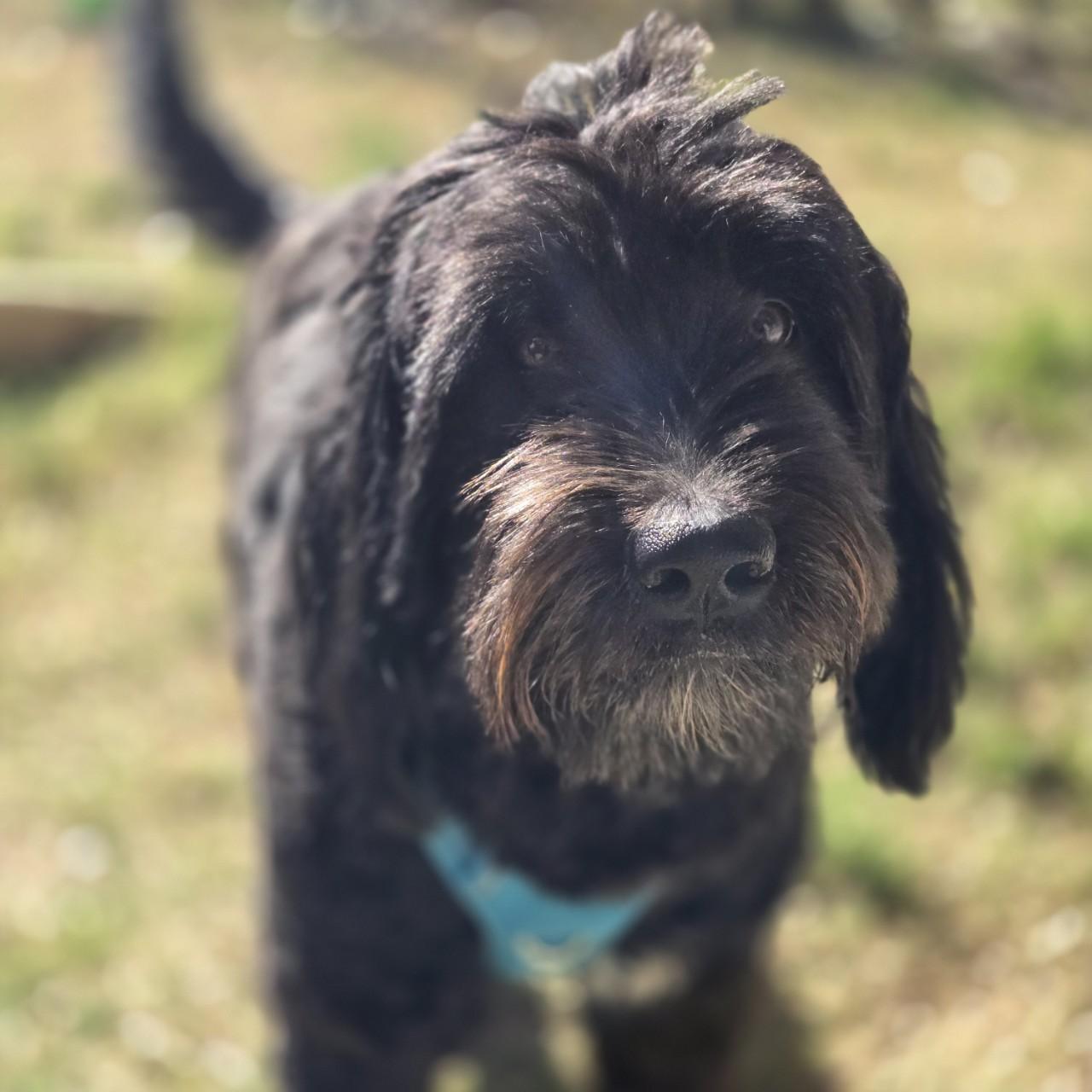 Enlarge Isla, an adopted Sheepadoodle in Mansfield, TX image 5/5