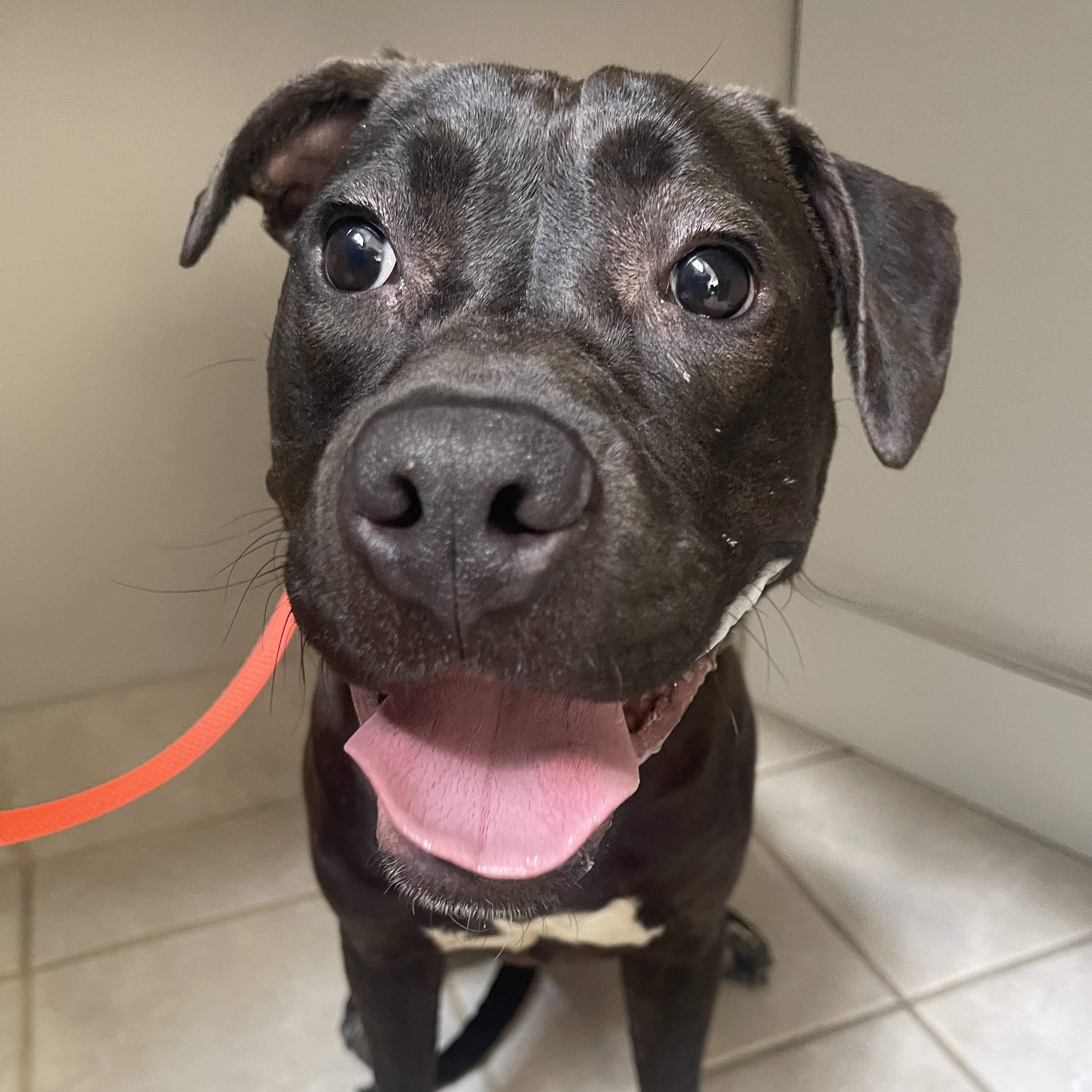 Jolie, a Adoptable mixed breed in Germantown, MD image 3/6