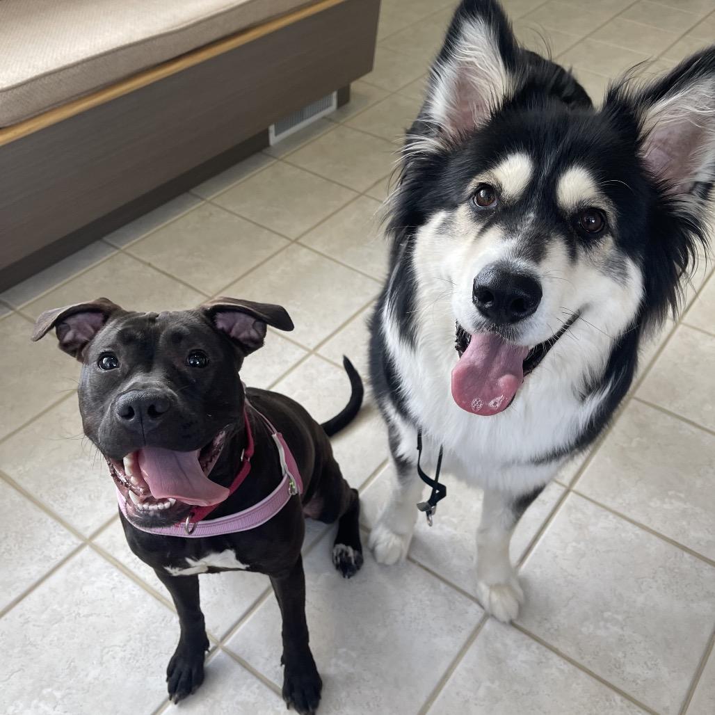 Jolie, a Adoptable mixed breed in Germantown, MD image 4/6