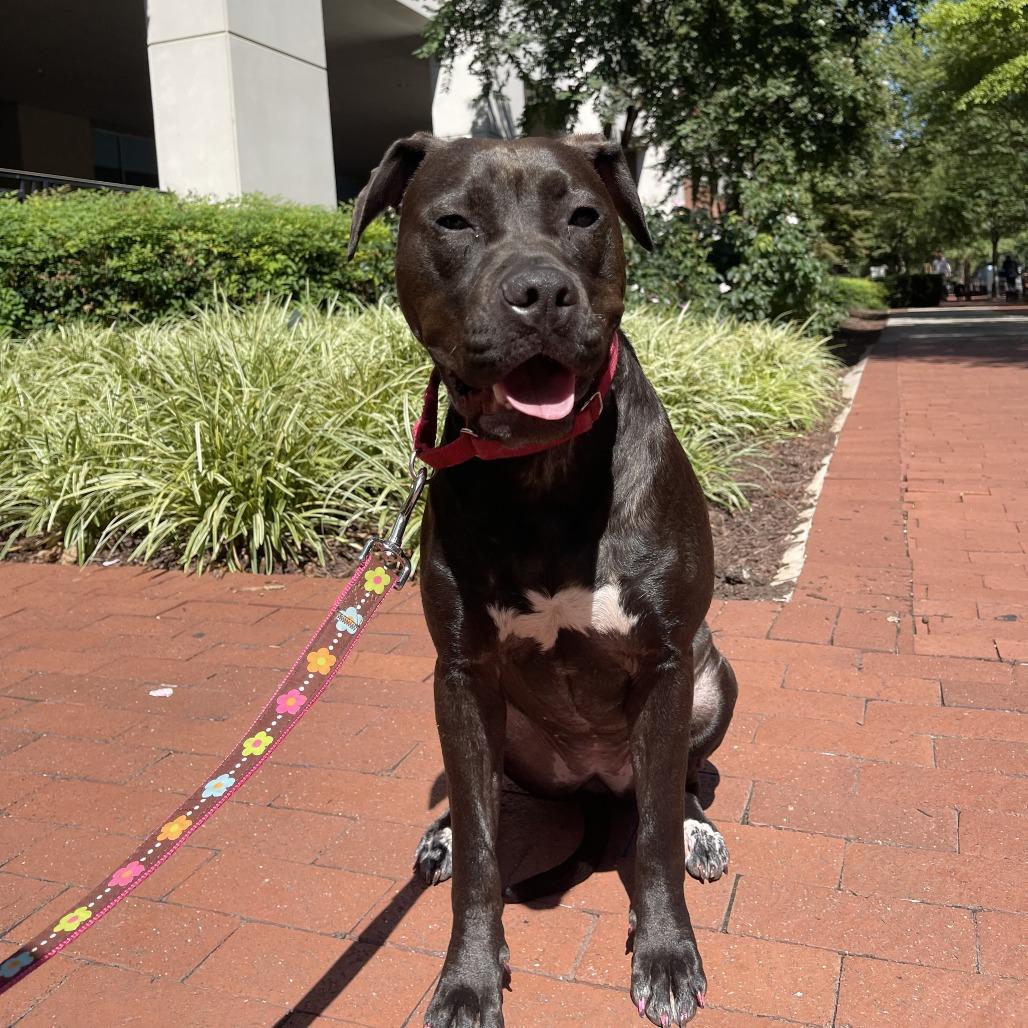 Jolie, a Adoptable mixed breed in Germantown, MD image 6/6