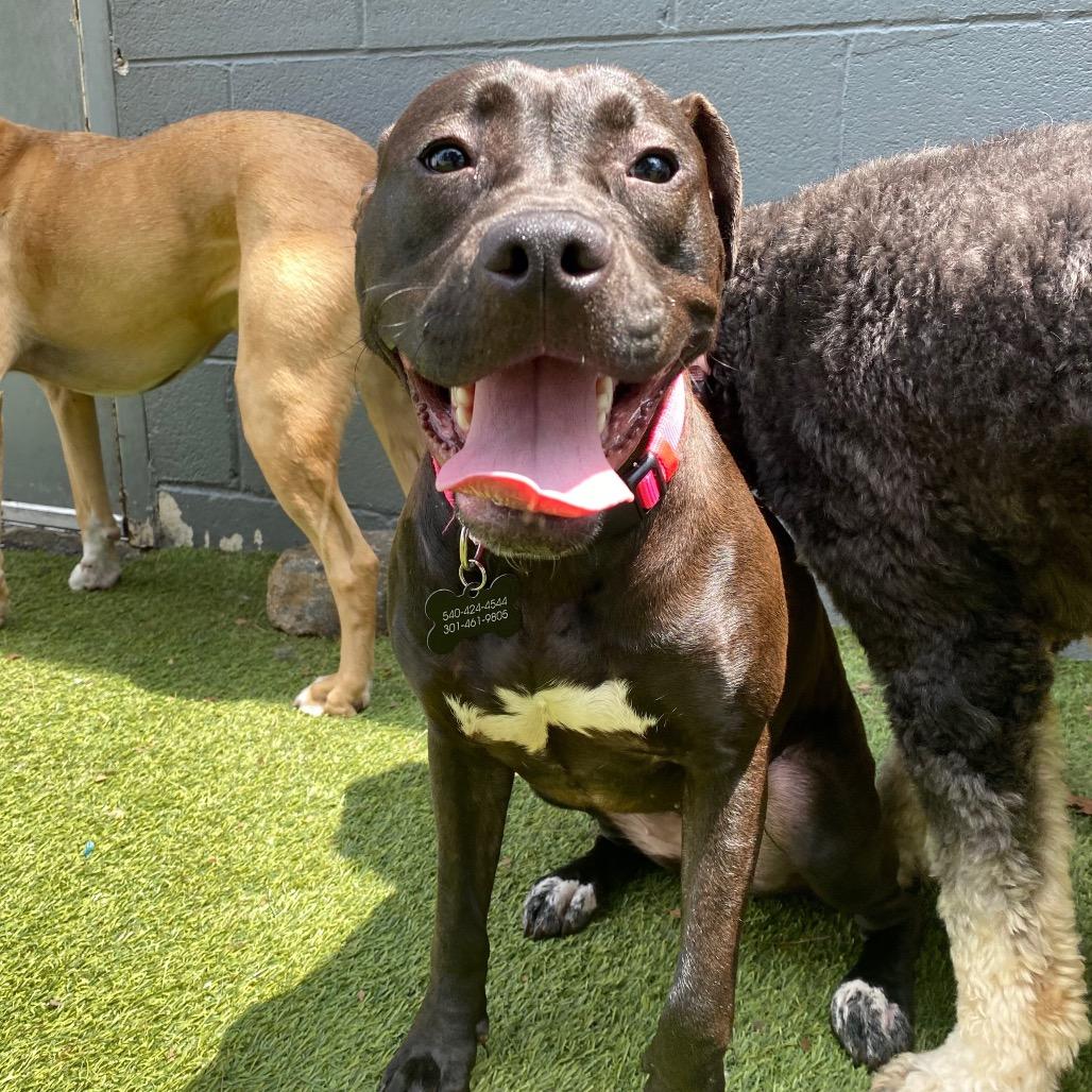 Jolie, a Adoptable mixed breed in Germantown, MD image 2/6