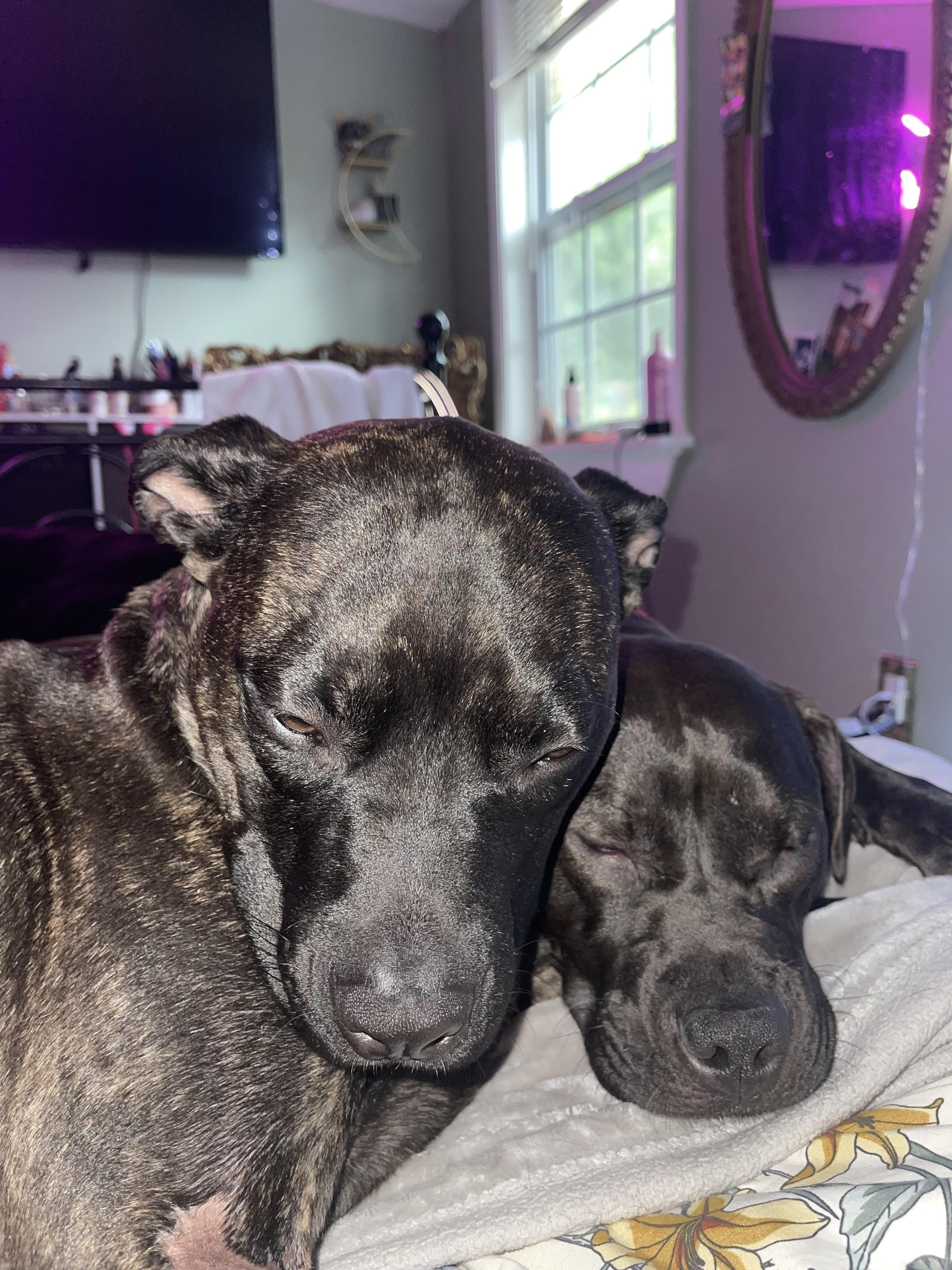 Jolie, a Adoptable mixed breed in Germantown, MD image 5/6