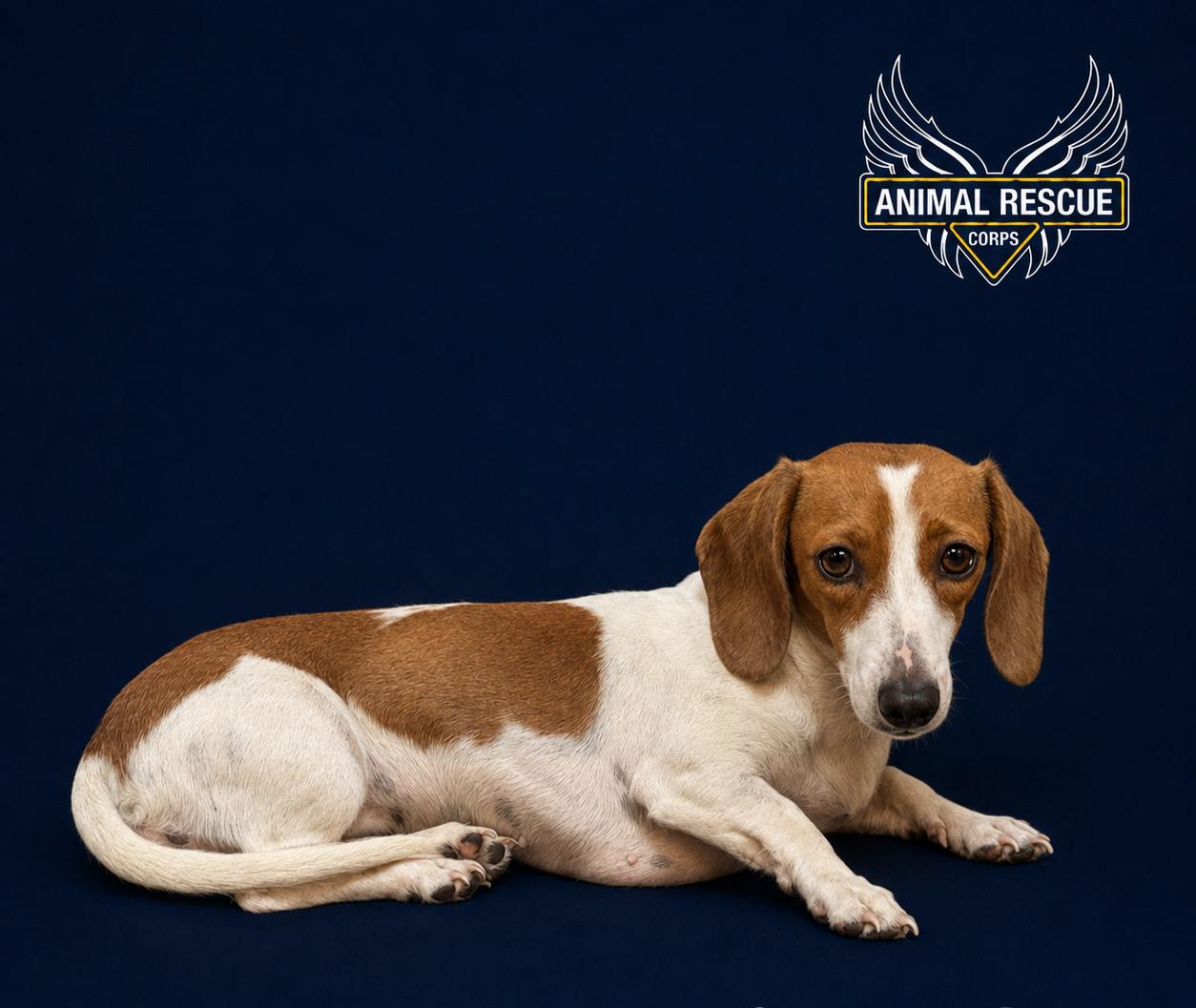 Sadie, Adopted, Adult Female Dachshund.