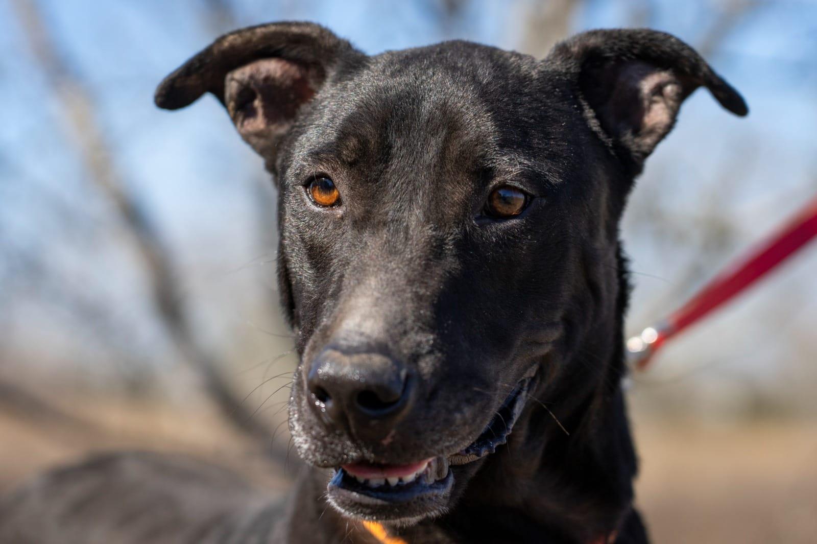 Bongo, a ADOPTABLE mixed breed in Southport, CT image 3/5