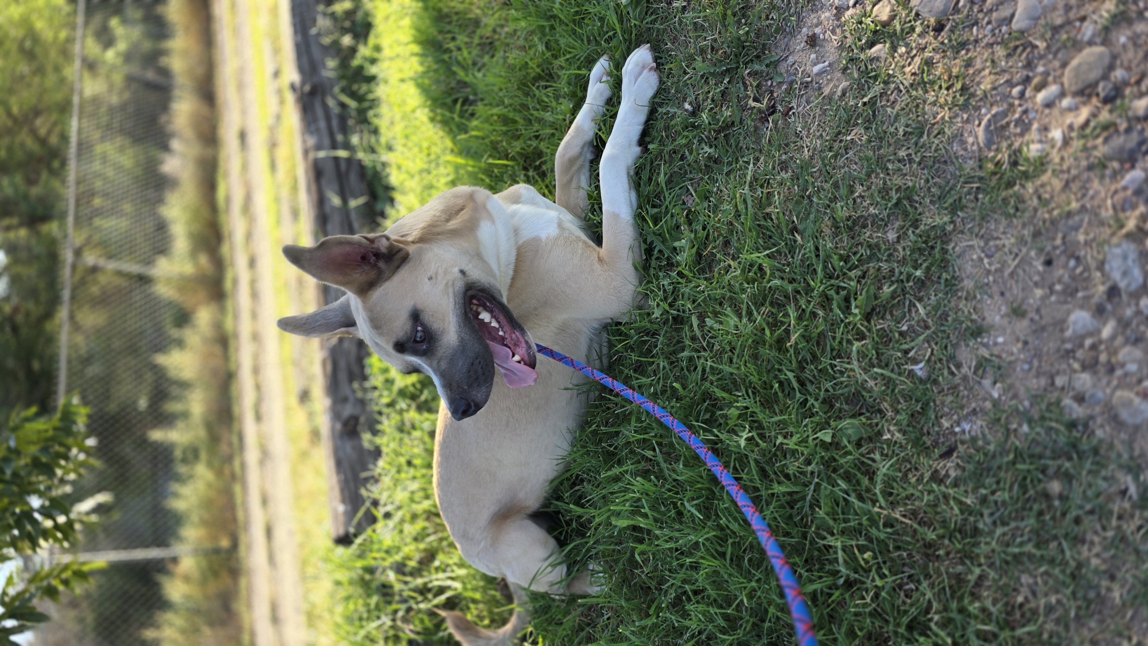 Enlarge Cooper, a Adoptable mixed breed in Lubbock, TX image 1/3