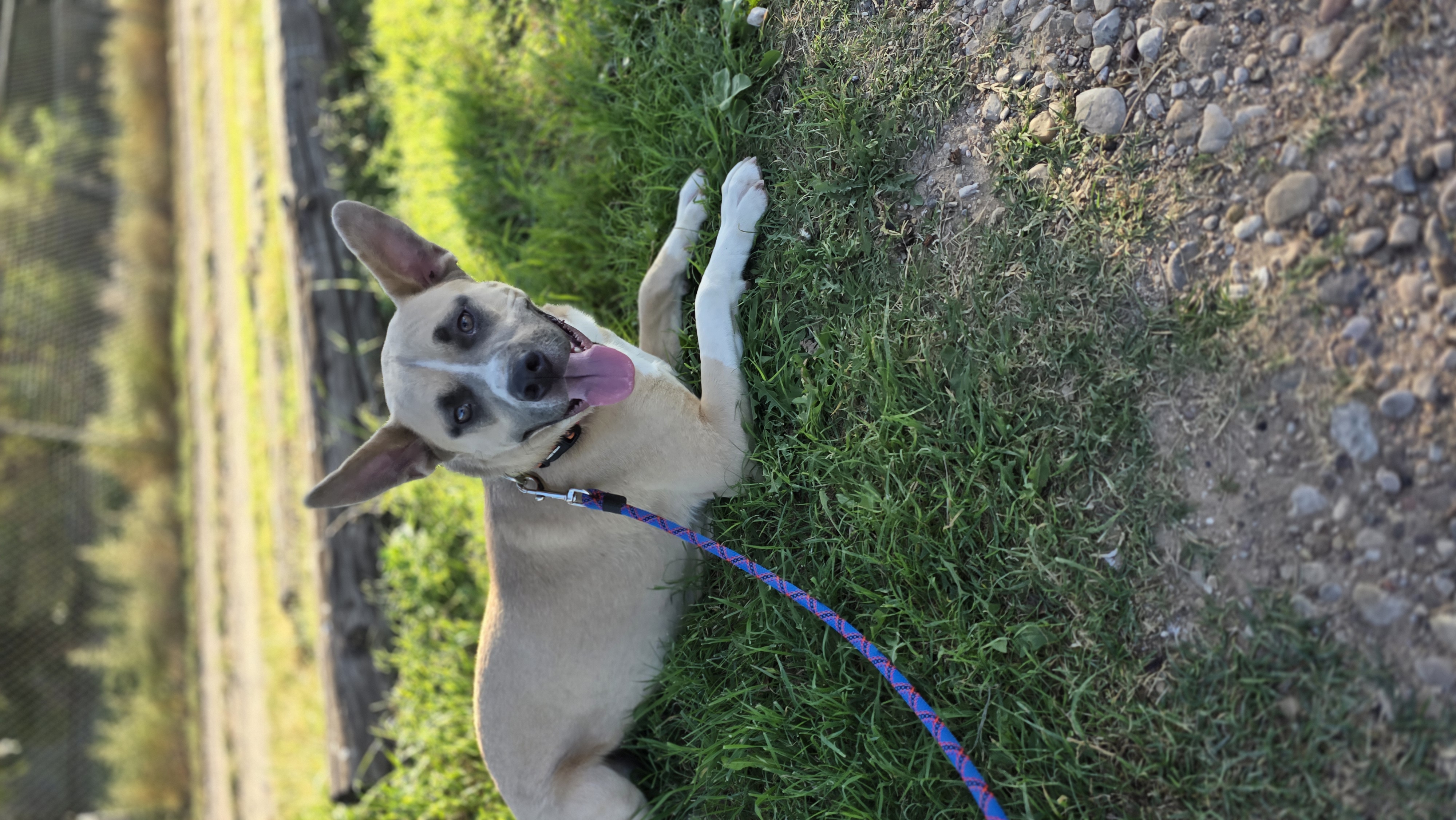 Enlarge Cooper, a Adoptable mixed breed in Lubbock, TX image 2/3