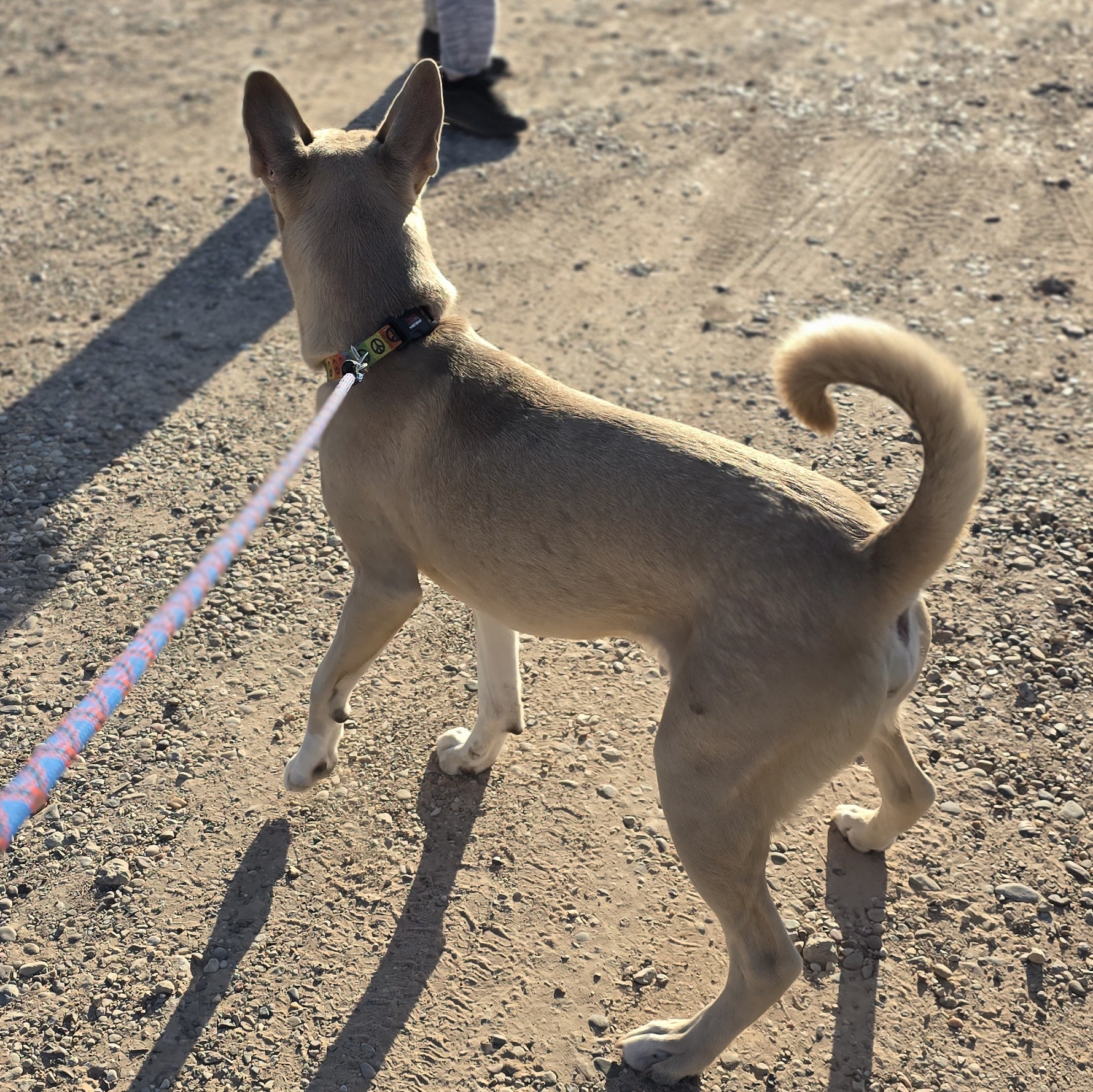 Enlarge Cooper, a Adoptable mixed breed in Lubbock, TX image 3/3