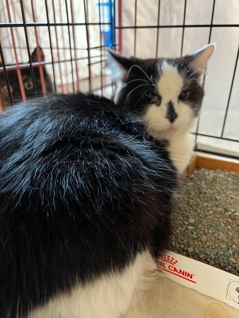 Batman, Robin & Bruno, a Adoptable Domestic Long Hair in Mokena, IL image 1/12