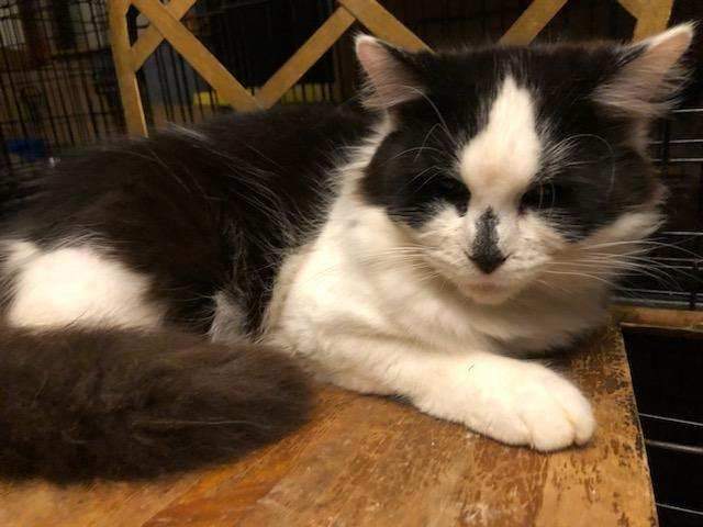 Batman, Robin & Bruno, a Adoptable Domestic Long Hair in Mokena, IL image 2/12