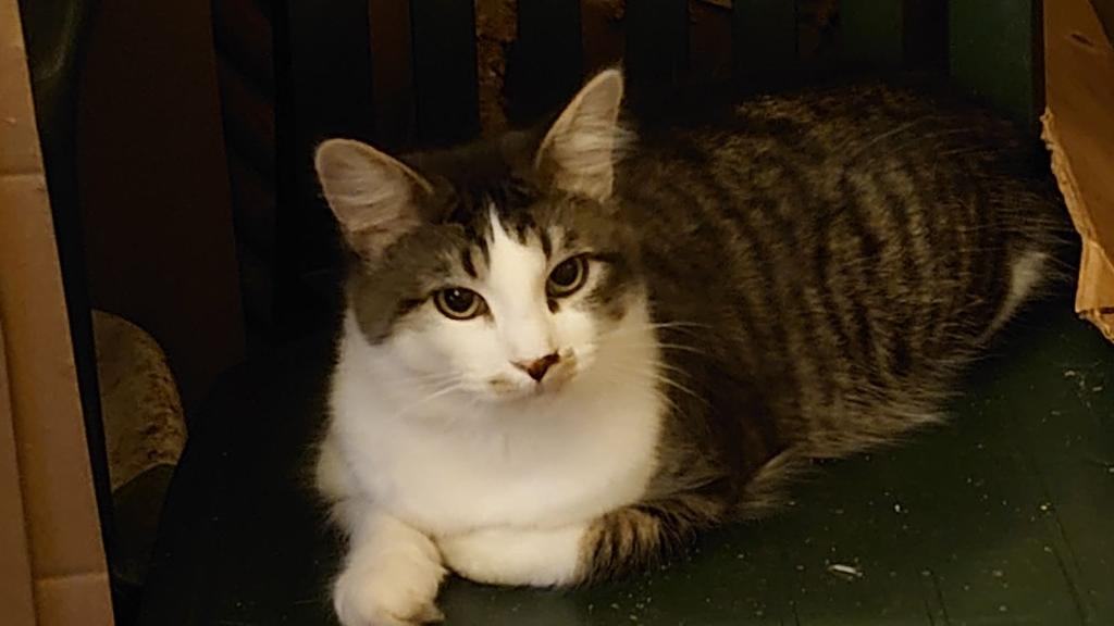 Batman, Robin & Bruno, a Adoptable Domestic Long Hair in Mokena, IL image 3/12