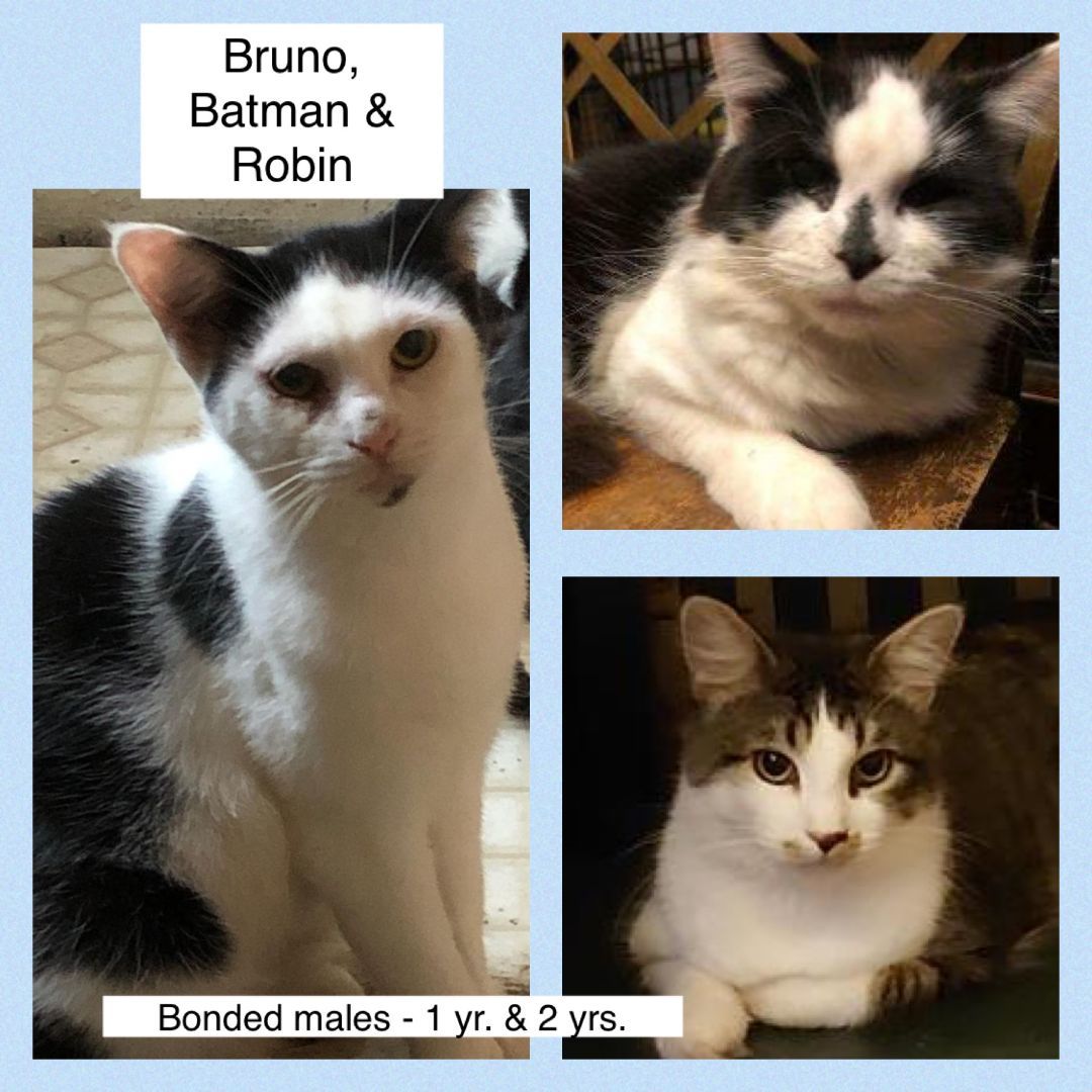 Batman, Robin & Bruno, a Adoptable Domestic Long Hair in Mokena, IL image 4/12