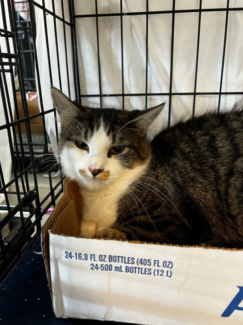 Batman, Robin & Bruno, a Adoptable Domestic Long Hair in Mokena, IL image 5/12