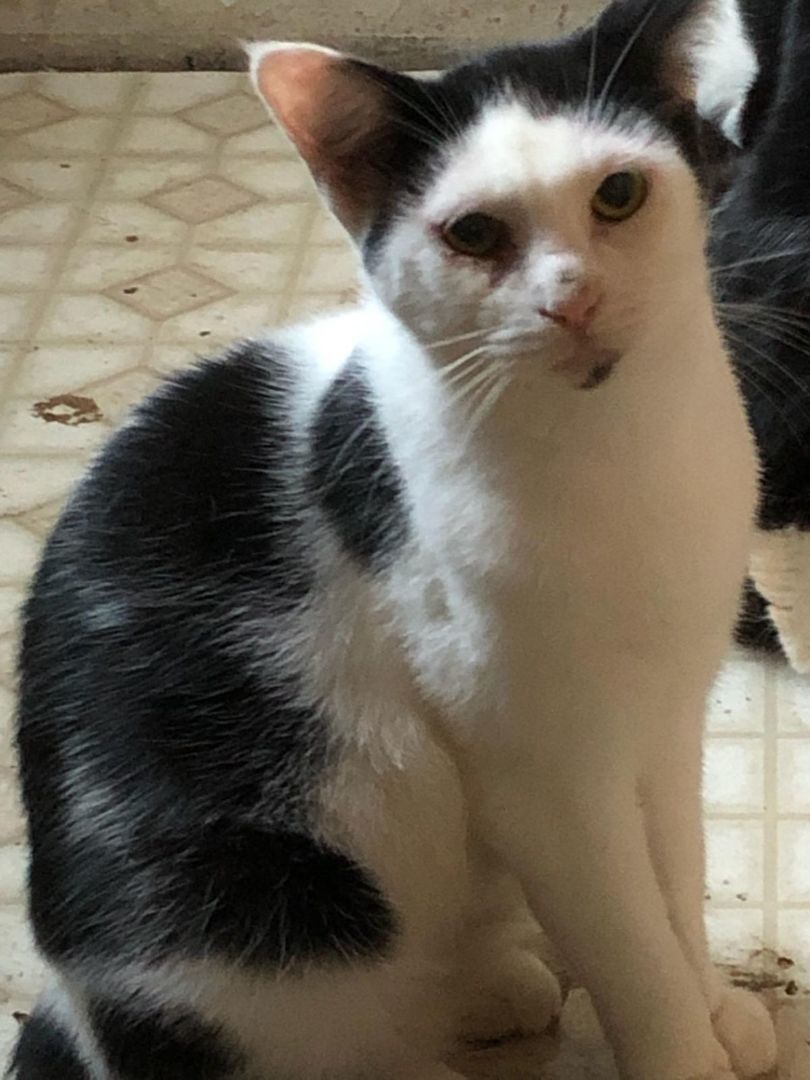 Batman, Robin & Bruno, a Adoptable Domestic Long Hair in Mokena, IL image 6/12