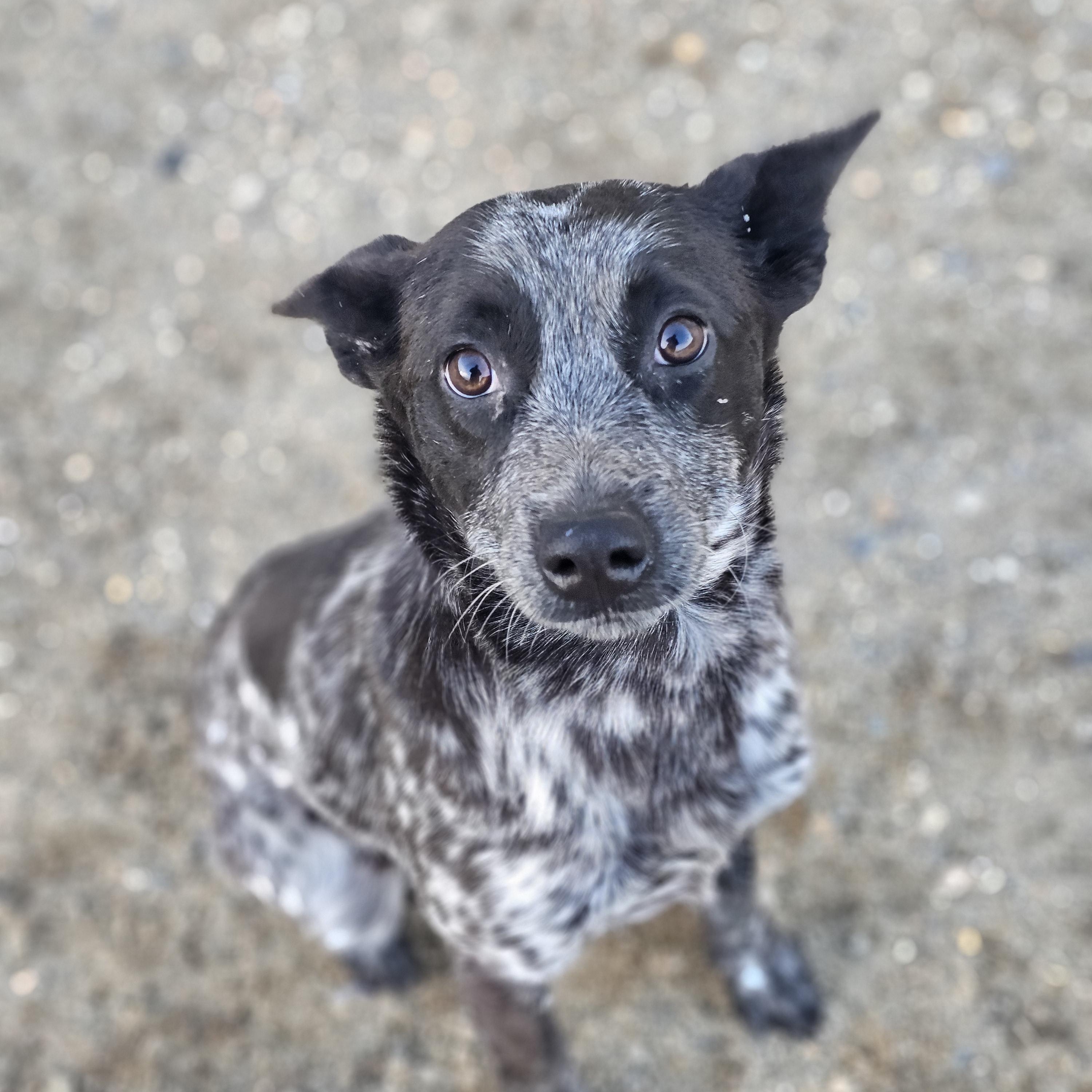 Ruby, Adopted, Adult Female Australian Cattle Dog / Blue Heeler.