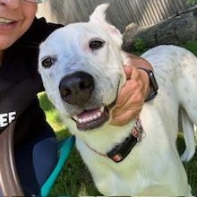 Lilly in Maine, an adoptable mixed breed in South Portland, ME image 2/6
