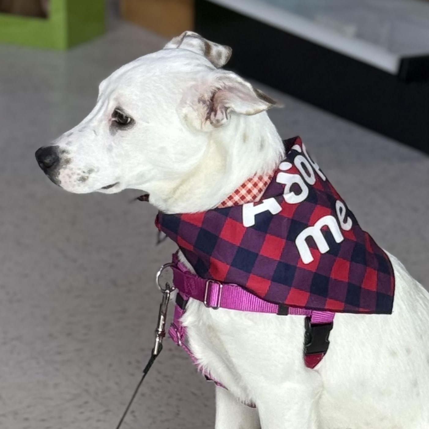 Enlarge Lilly in Maine, an adoptable mixed breed in South Portland, ME image 3/6