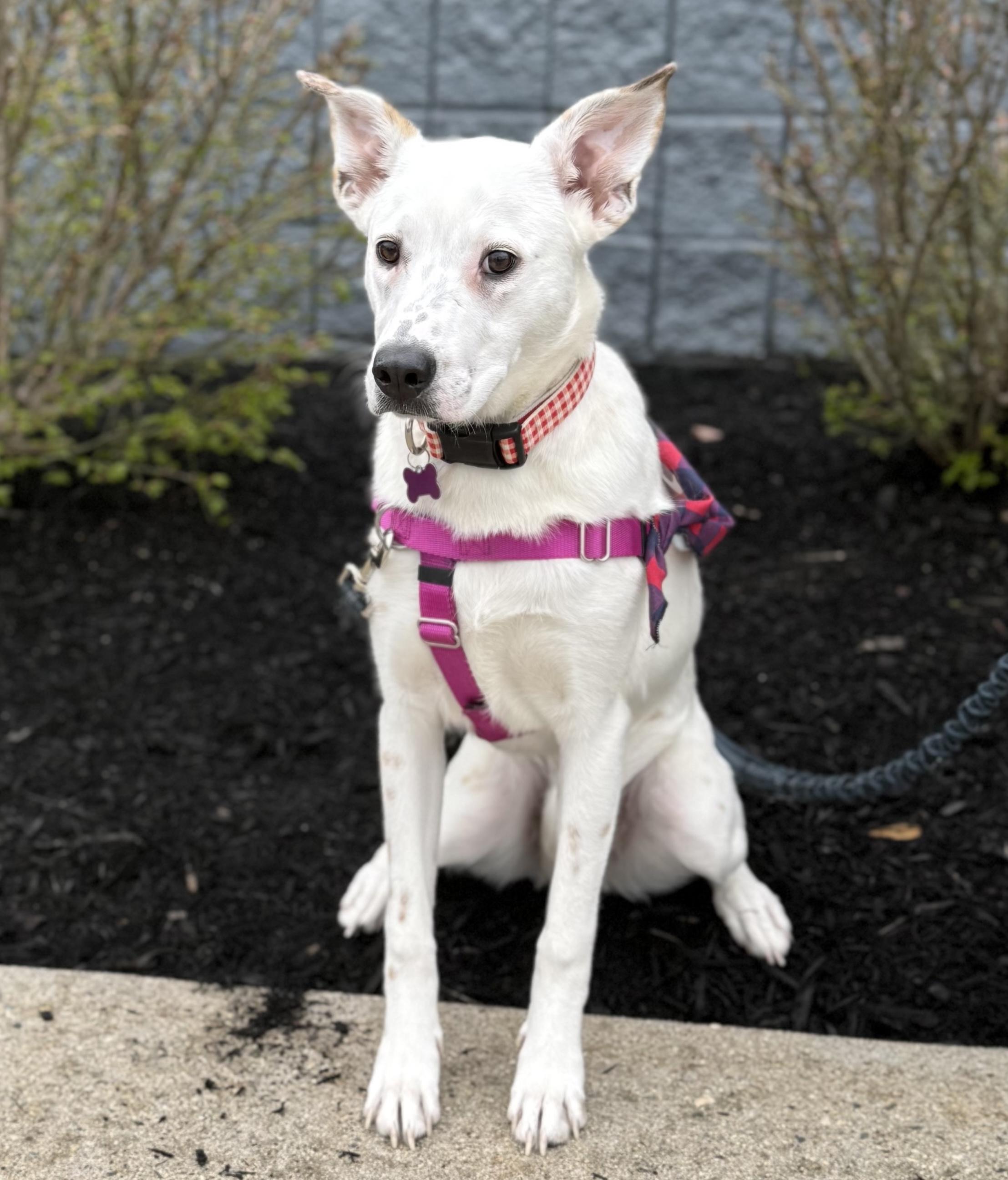 Lilly in Maine, adoptable, Puppy Female Australian Cattle Dog / Blue Heeler & Shepherd.