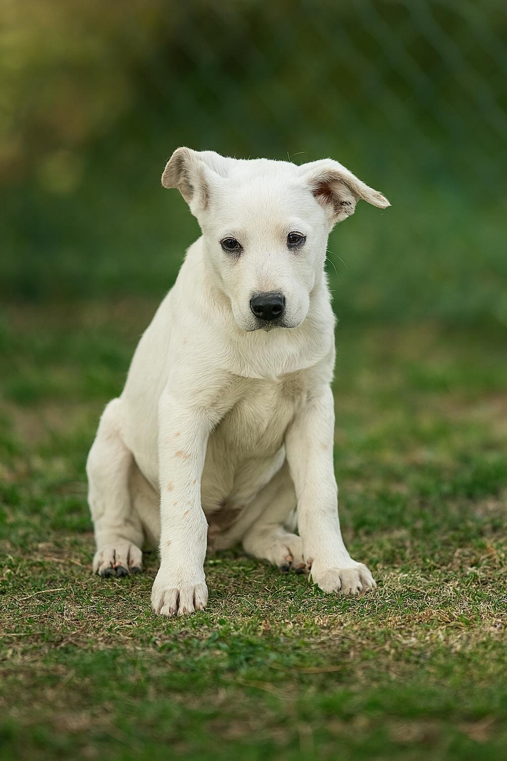 Lilly, Adoptable, Puppy Female Australian Cattle Dog / Blue Heeler & Shepherd.