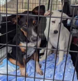 Lilly in Maine, a Adoptable mixed breed in South Portland, ME image 4/4