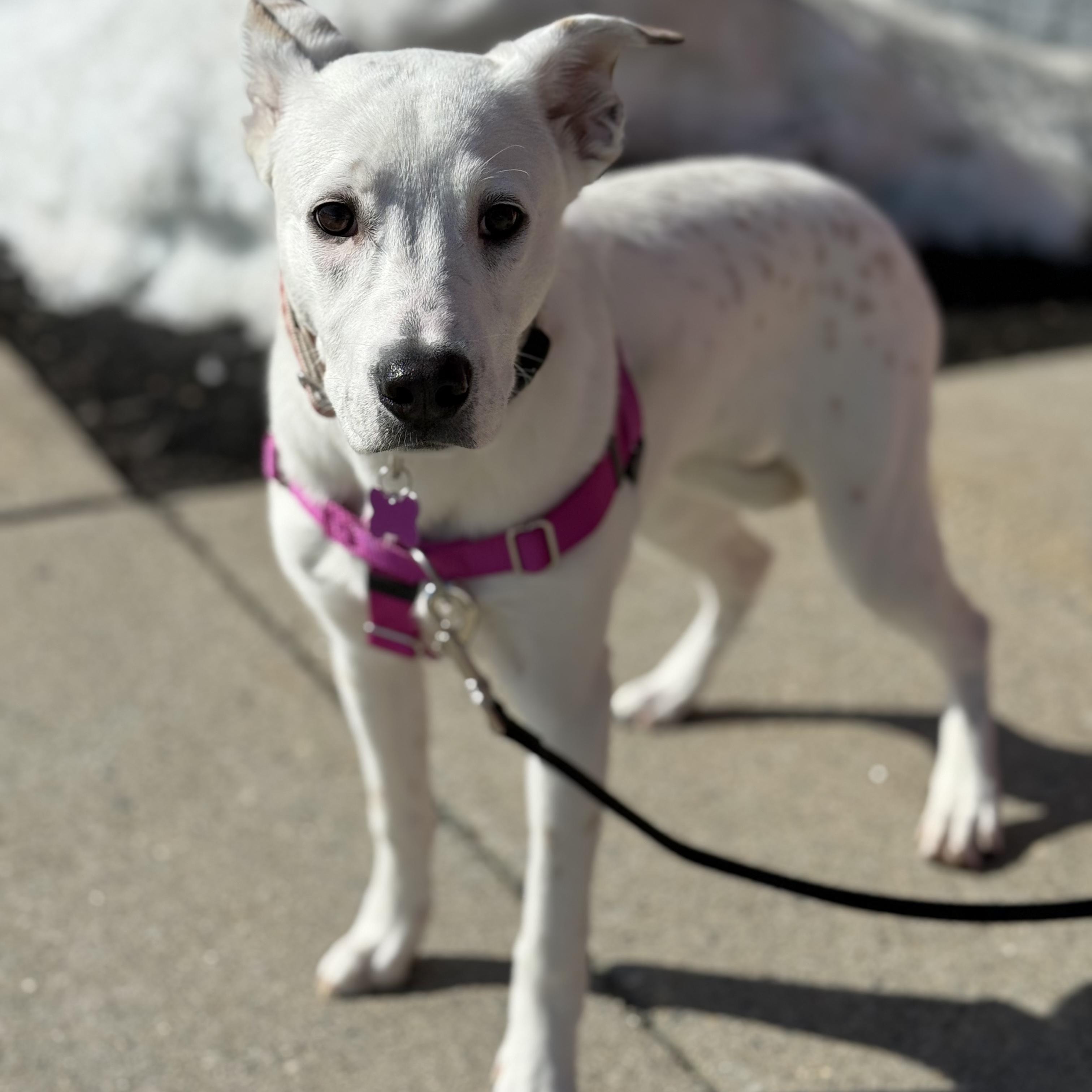 Enlarge Lilly in Maine, an adoptable mixed breed in South Portland, ME image 1/6