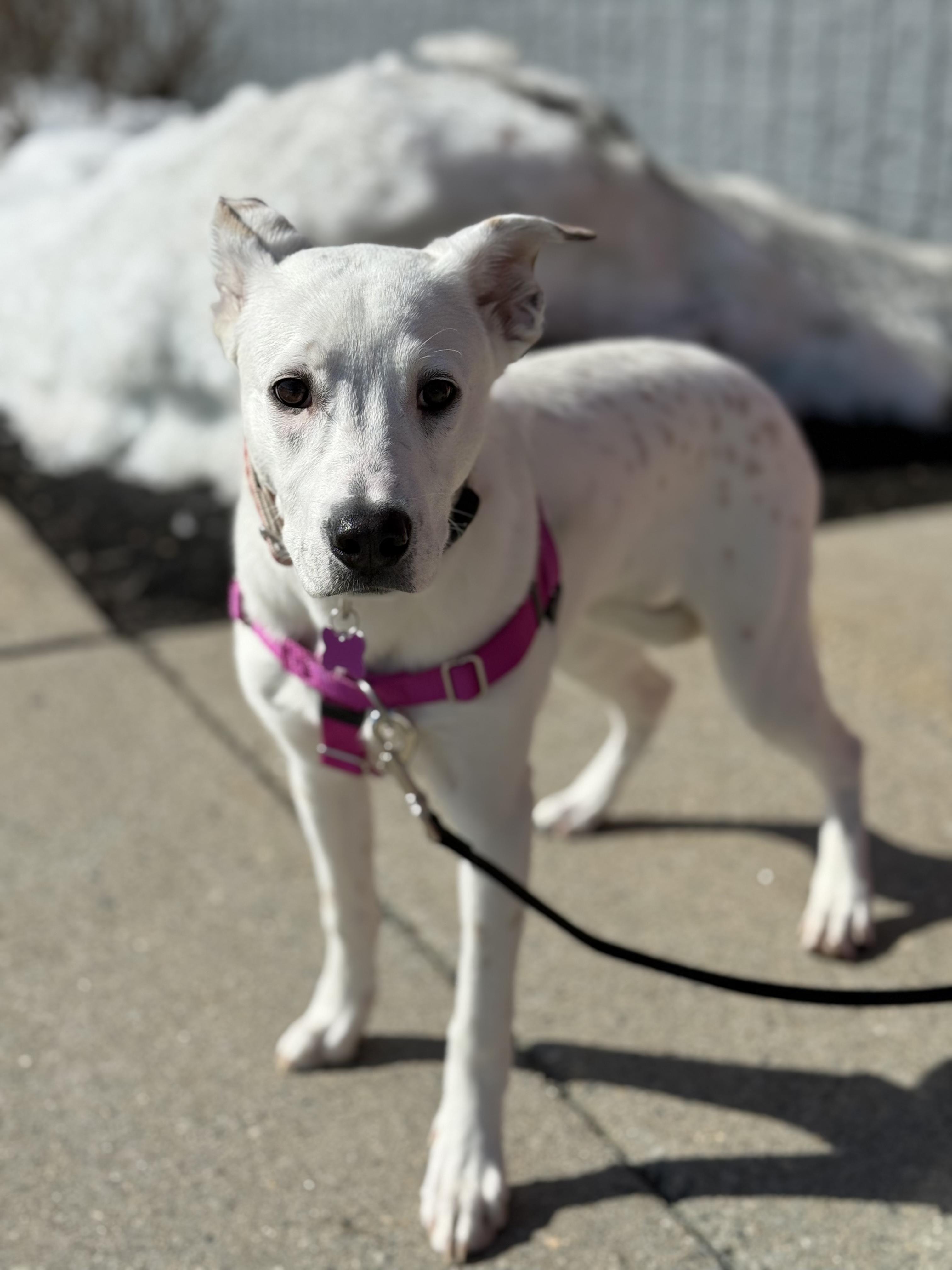 Enlarge Lilly in Maine, an adoptable mixed breed in South Portland, ME image 2/6