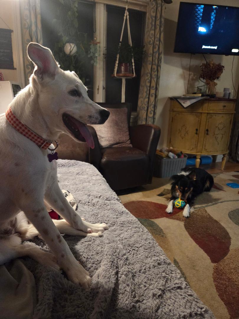 Enlarge Lilly in Maine, an adoptable mixed breed in South Portland, ME image 5/6