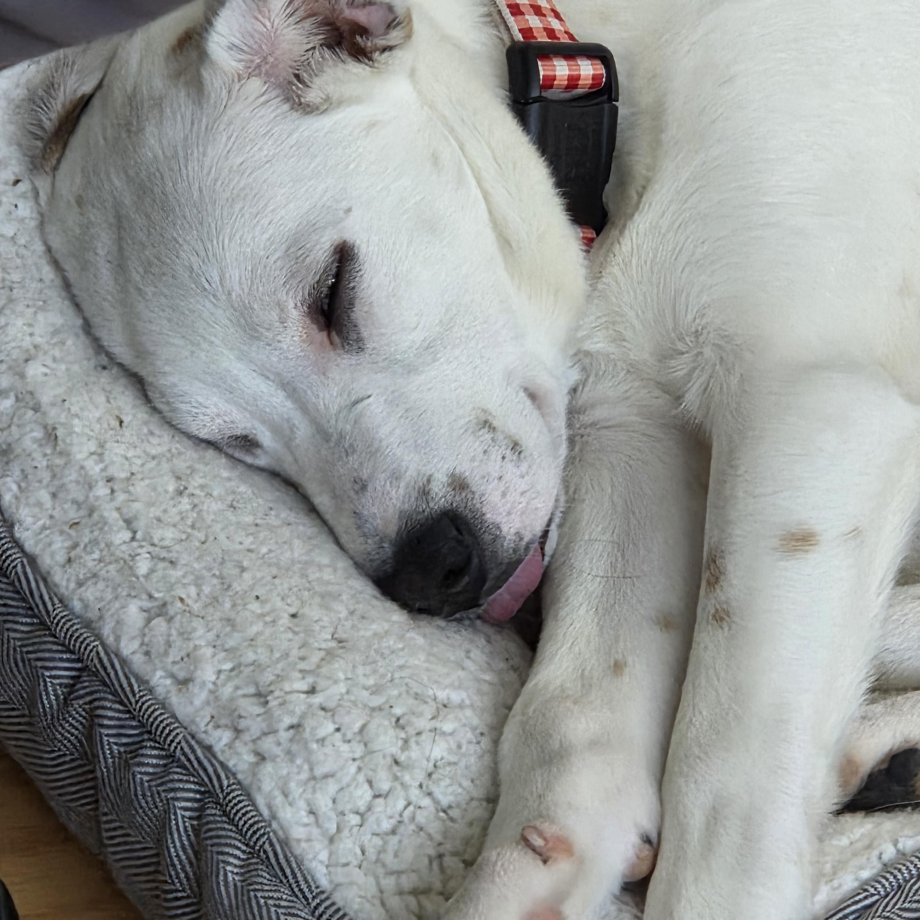 Enlarge Lilly in Maine, an adoptable mixed breed in South Portland, ME image 4/6