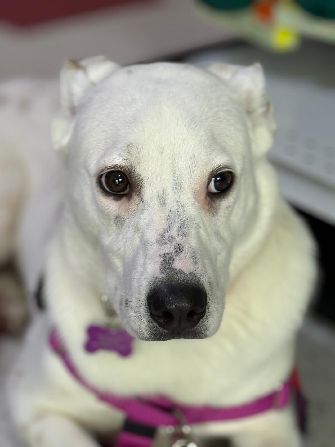 Enlarge Lilly in Maine, an adoptable mixed breed in South Portland, ME image 2/6