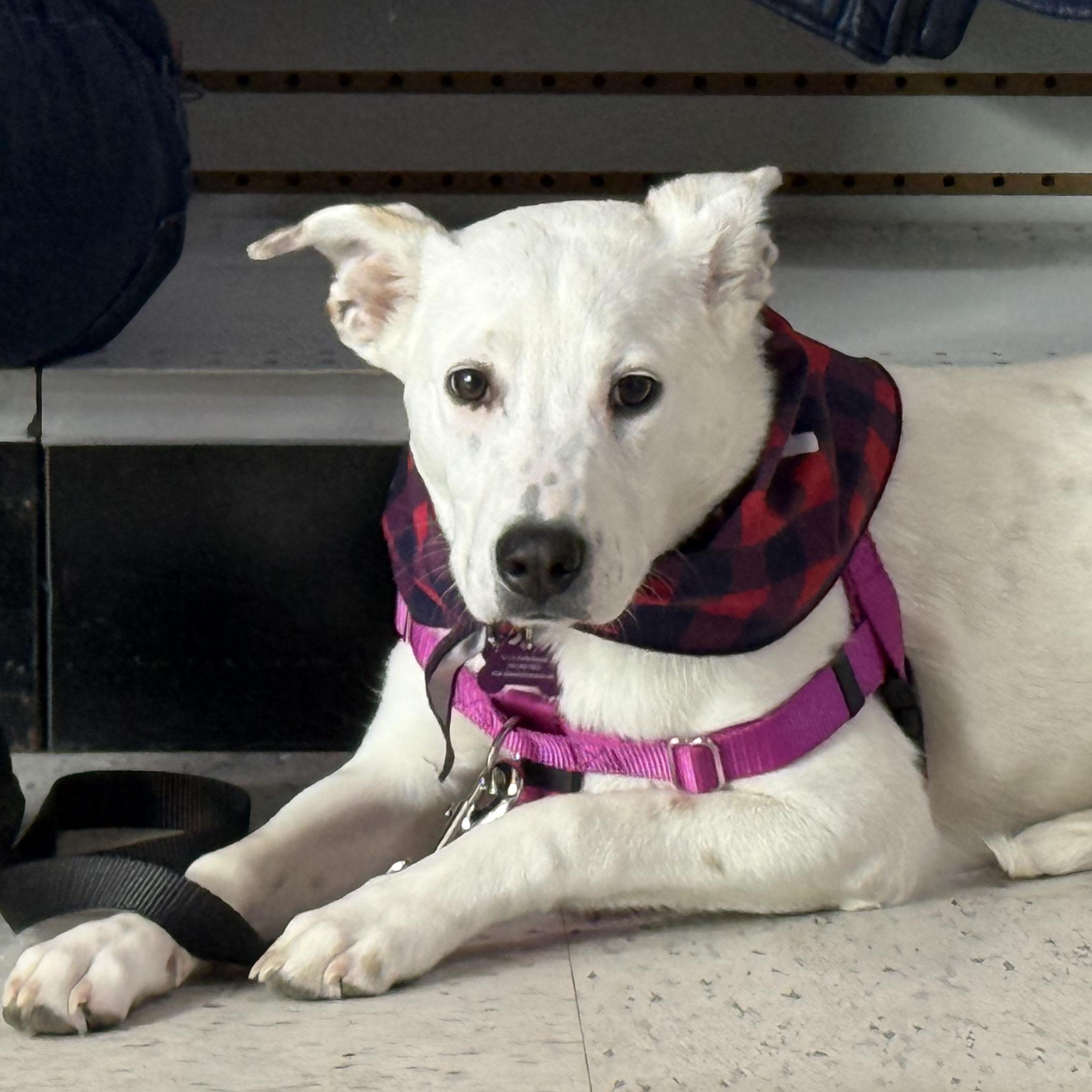 Lilly in Maine, adoptable, Puppy Female Australian Cattle Dog / Blue Heeler & Shepherd.