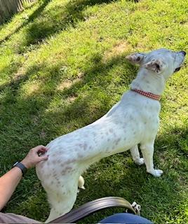 Lilly in Maine, an adoptable mixed breed in South Portland, ME image 3/6