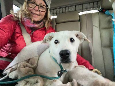 Lilly in Maine, a Adoptable mixed breed in South Portland, ME image 3/4