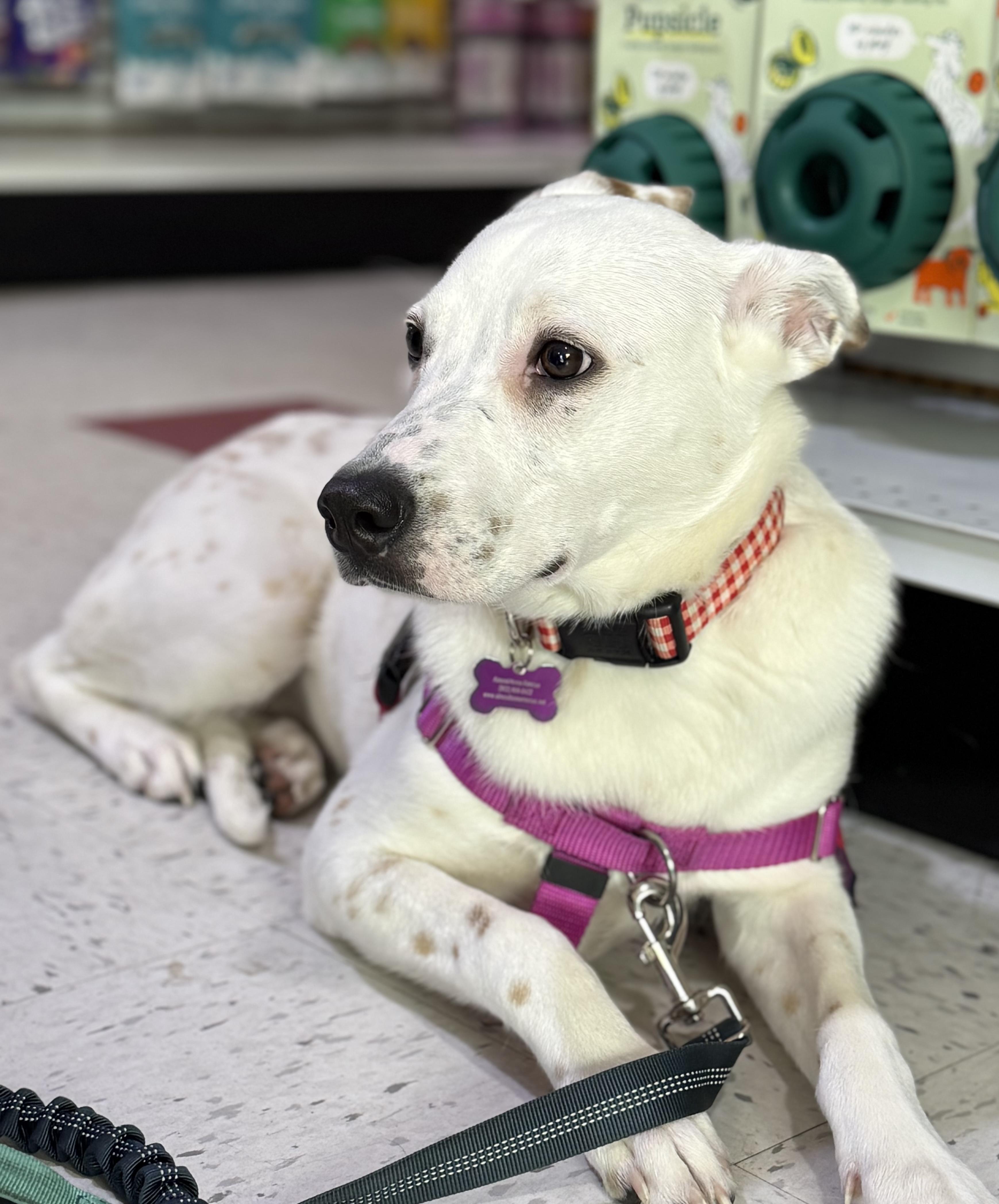 Enlarge Lilly in Maine, an adoptable mixed breed in South Portland, ME image 3/6