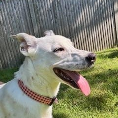 Lilly in Maine, an adoptable mixed breed in South Portland, ME image 1/6