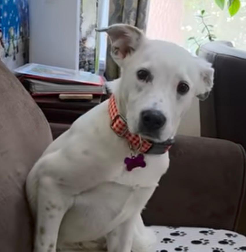 Enlarge Lilly in Maine, an adoptable mixed breed in South Portland, ME image 6/6
