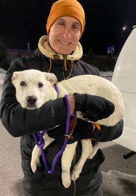 Lilly in Maine, Adoptable, Puppy Female Australian Cattle Dog / Blue Heeler & Shepherd.