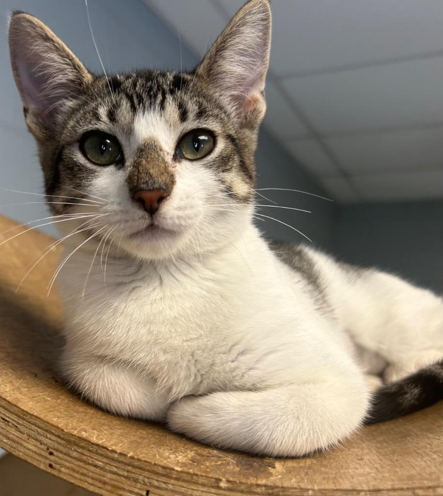 Pudding, Adoptable, Kitten Female Domestic Short Hair.