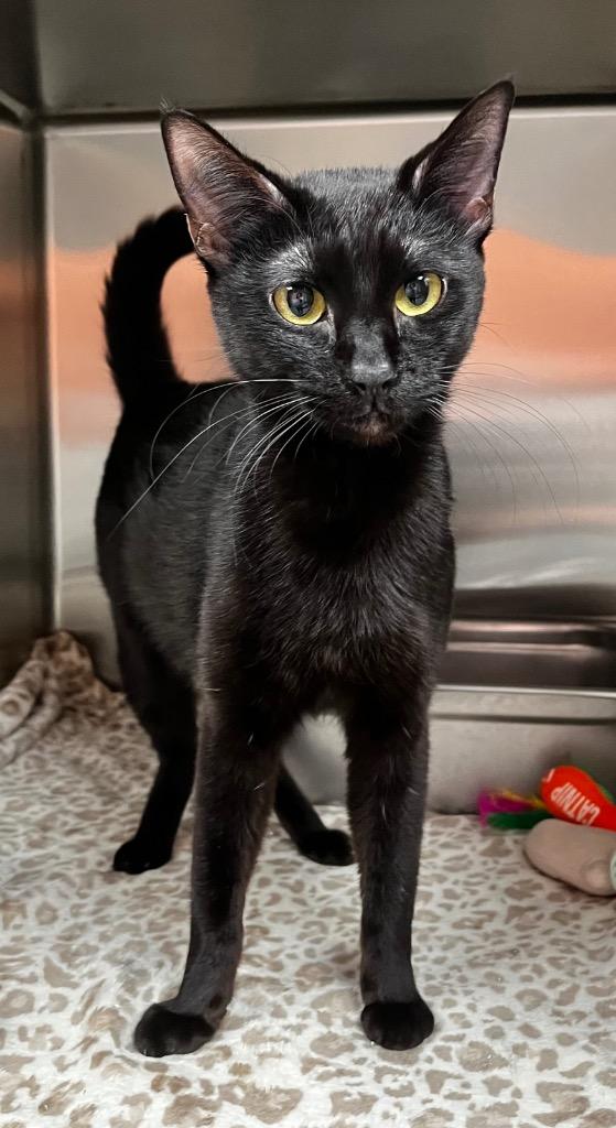 Drack, Adoptable, Young Female Domestic Short Hair.