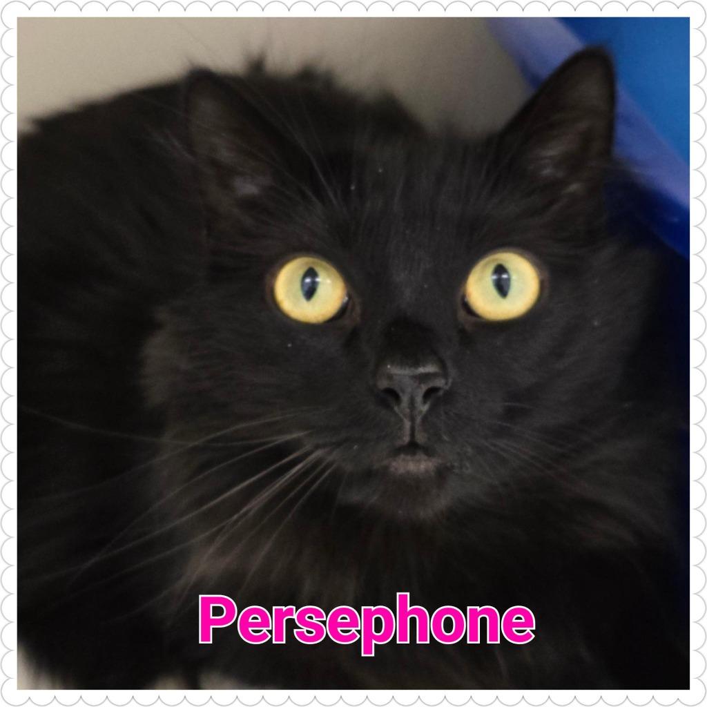 Enlarge Persephone, a Adopted mixed breed in North Saint Paul, MN image 1/3