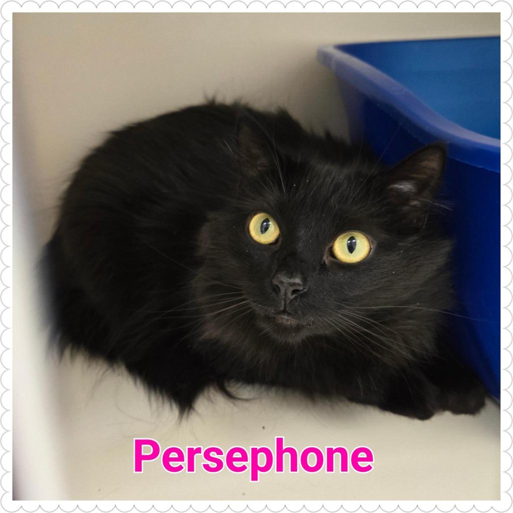 Enlarge Persephone, a Adopted mixed breed in North Saint Paul, MN image 2/3