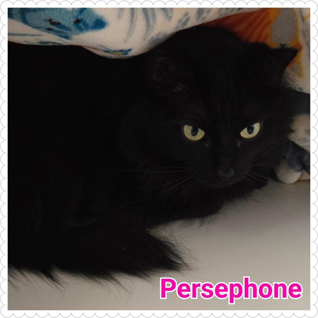 Enlarge Persephone, a Adopted mixed breed in North Saint Paul, MN image 3/3